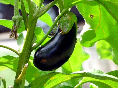 Vegetable garden bio nature