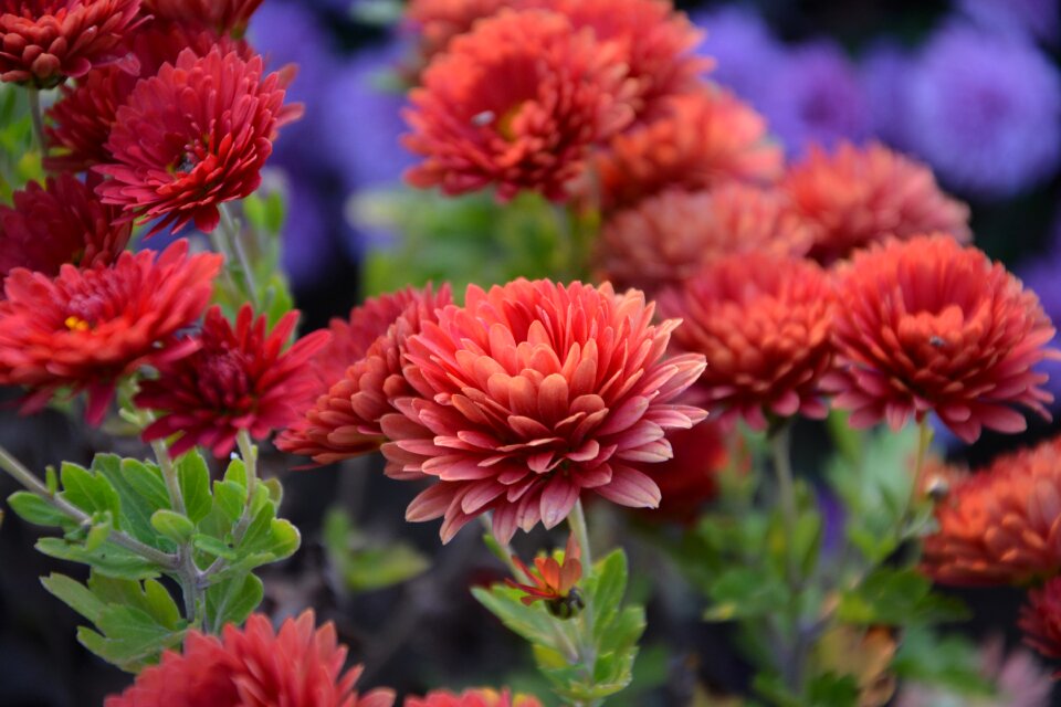 Flowers plant macro