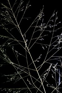 Sporobolus airoides NRCS-002