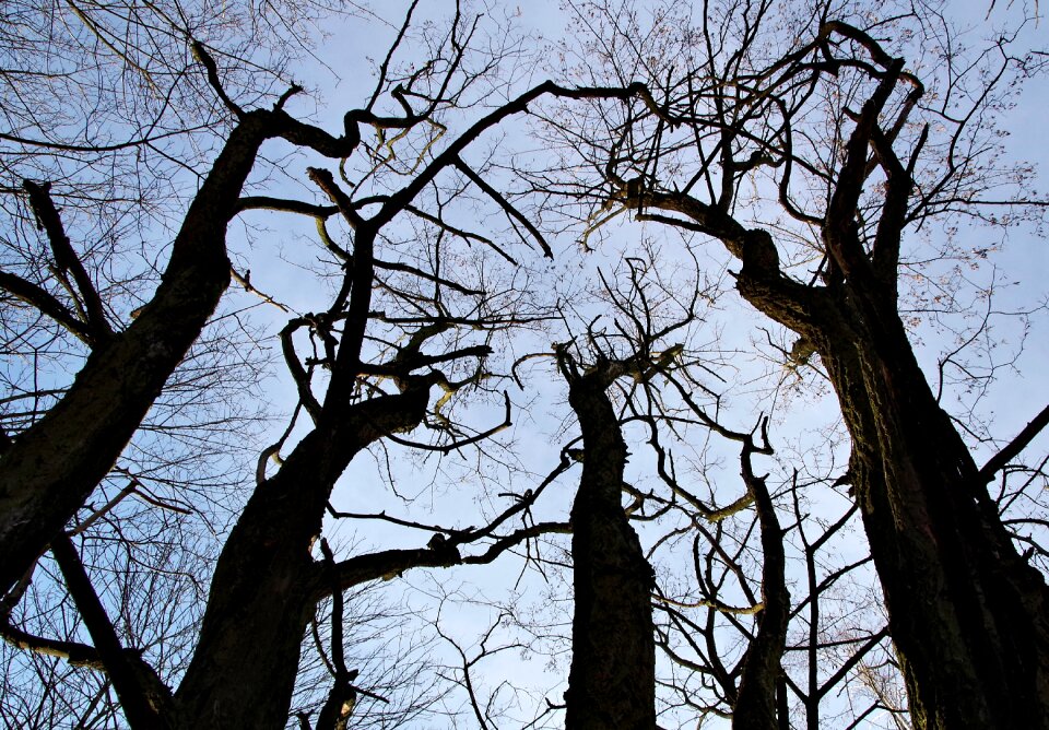Tall landscape nature