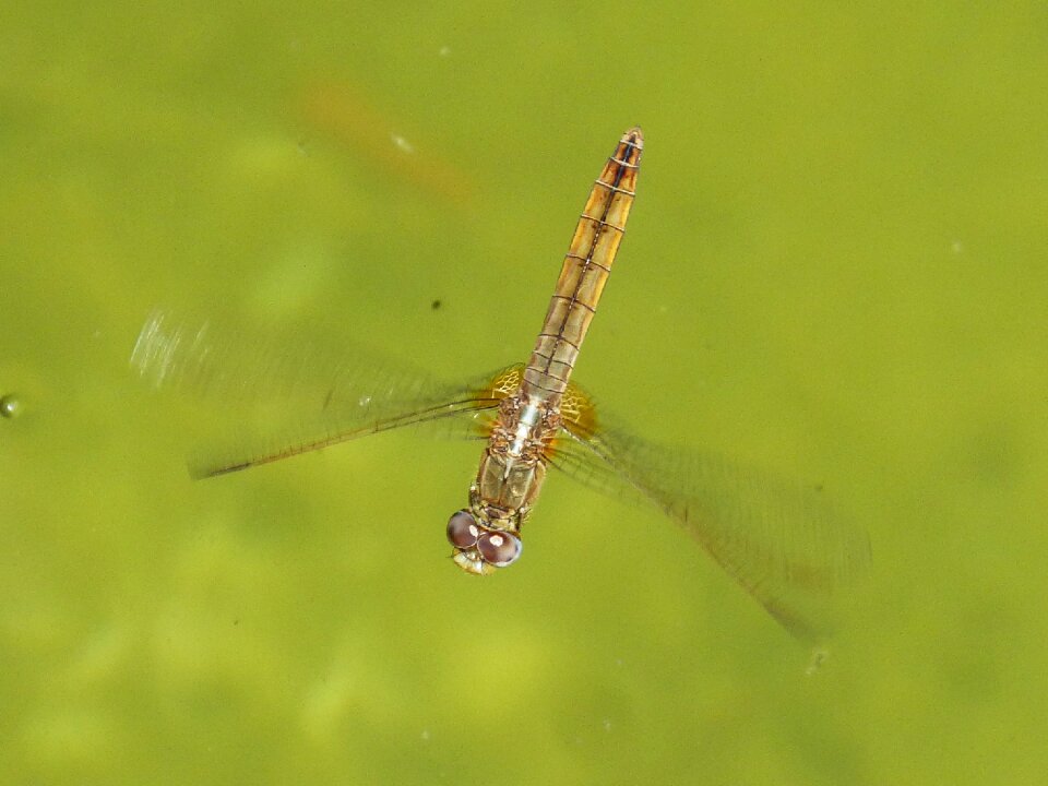 Water raft parot of xarreteres