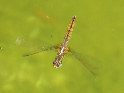Water raft parot of xarreteres