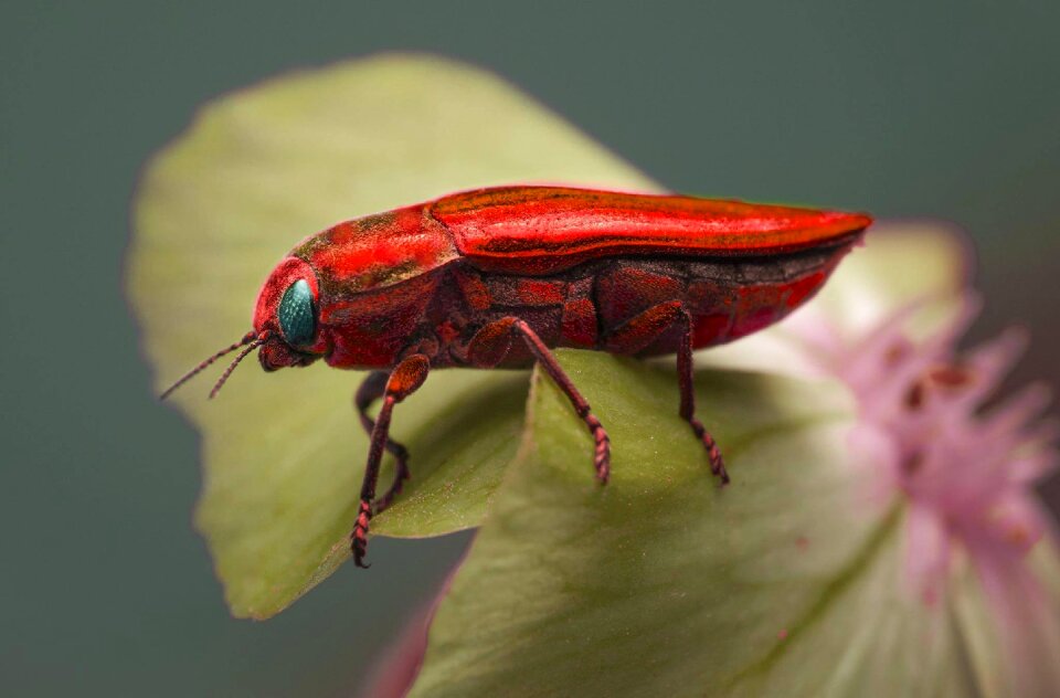 Invertebrate biology wildlife