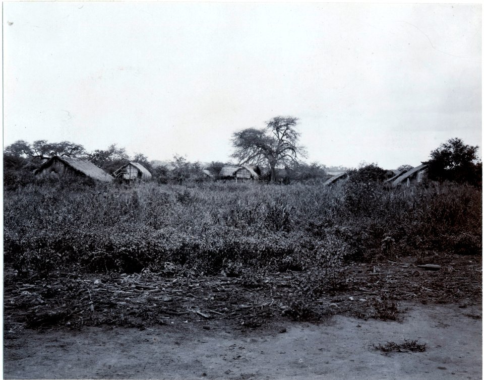 Spridda hus bland låg vegetation. Fotografen står på en stampad lerväg. (ant SK). Gran Chaco - SMVK - 0072.0009