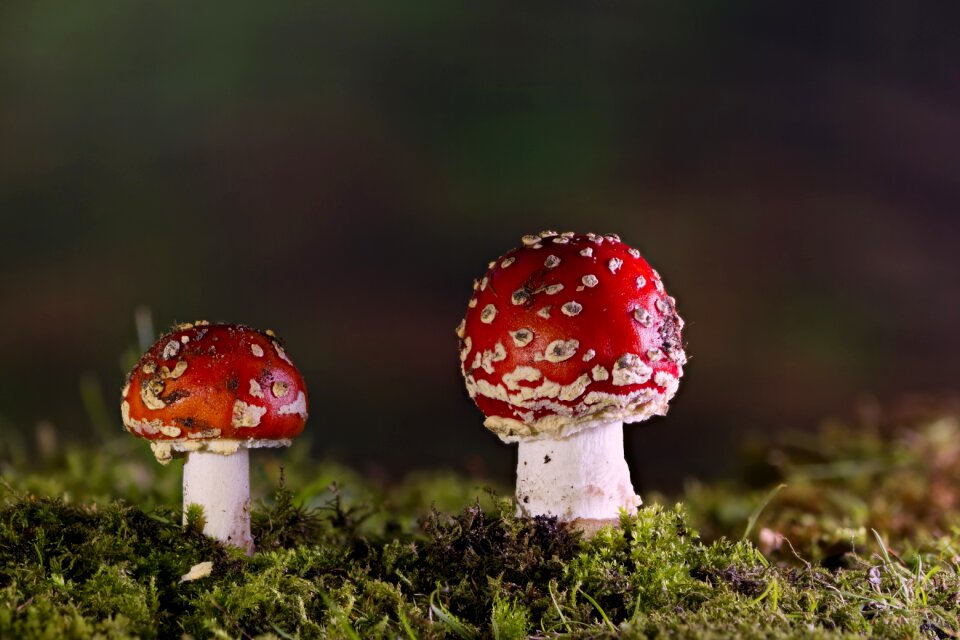 Forest garden nature
