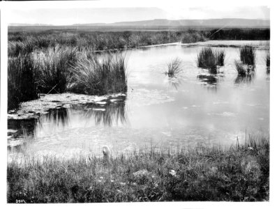 Spring of water near San Rafael, New Mexico, ca.1898 (CHS-3907) photo