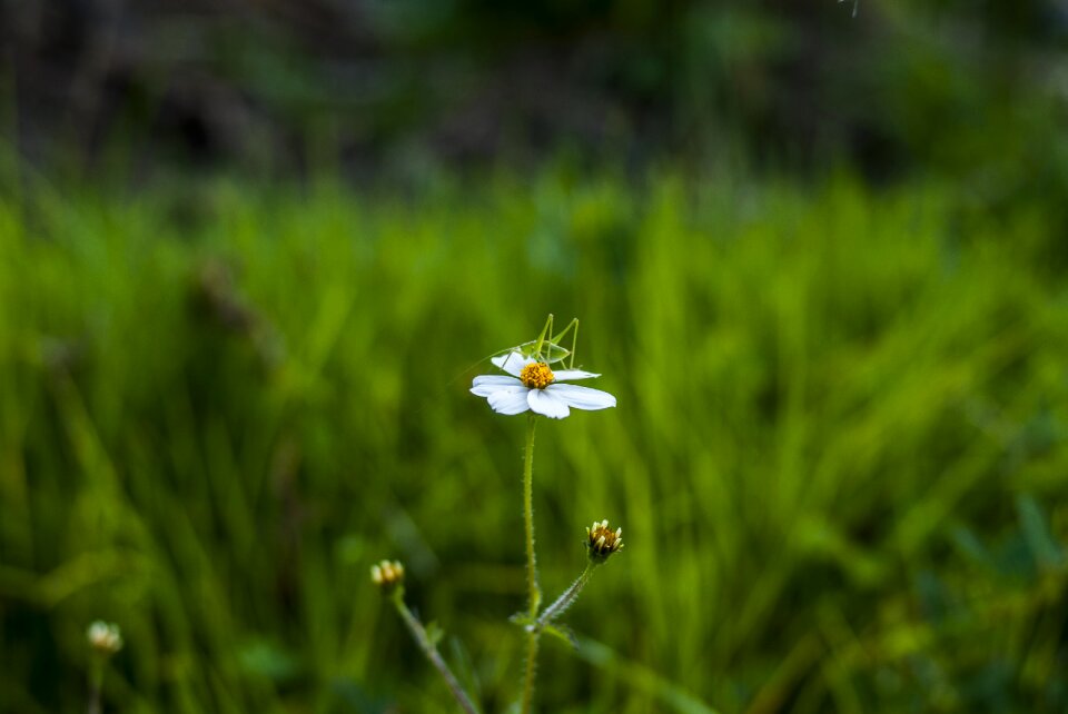 Henar outdoors plant
