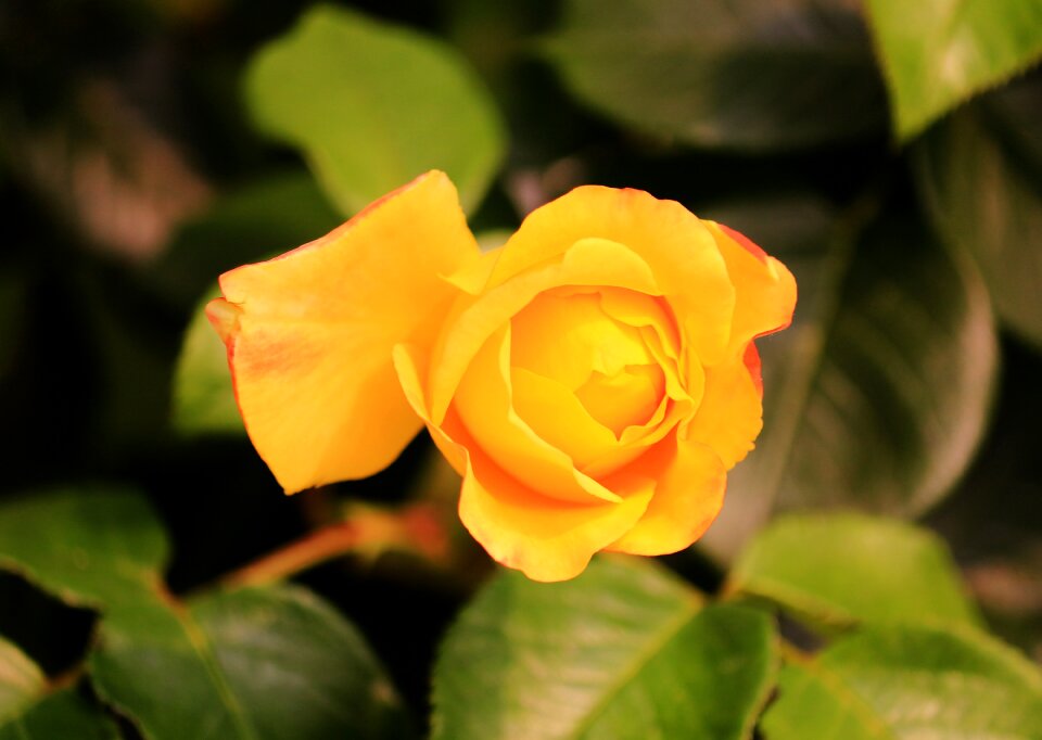 Flower floral nature