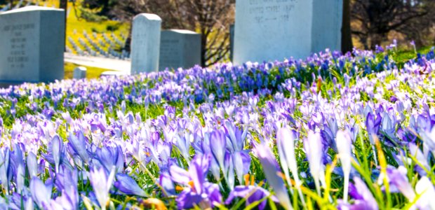 Spring has Sprung (16865335402)
