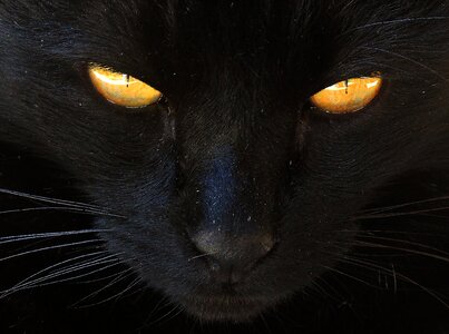 Cat black cat yellow eyes