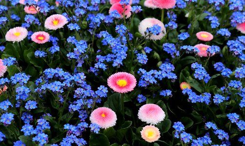 Flower plant garden