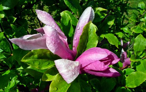 Spring plant nature