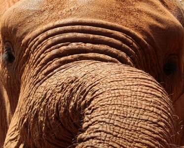 Close-up trunk big 5 photo