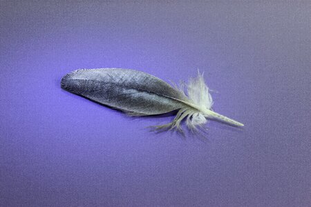 Blue animal wing