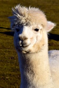 Animals portrait head photo