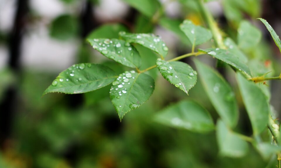 Nature plant environment