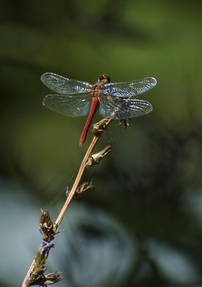 Insect red wings