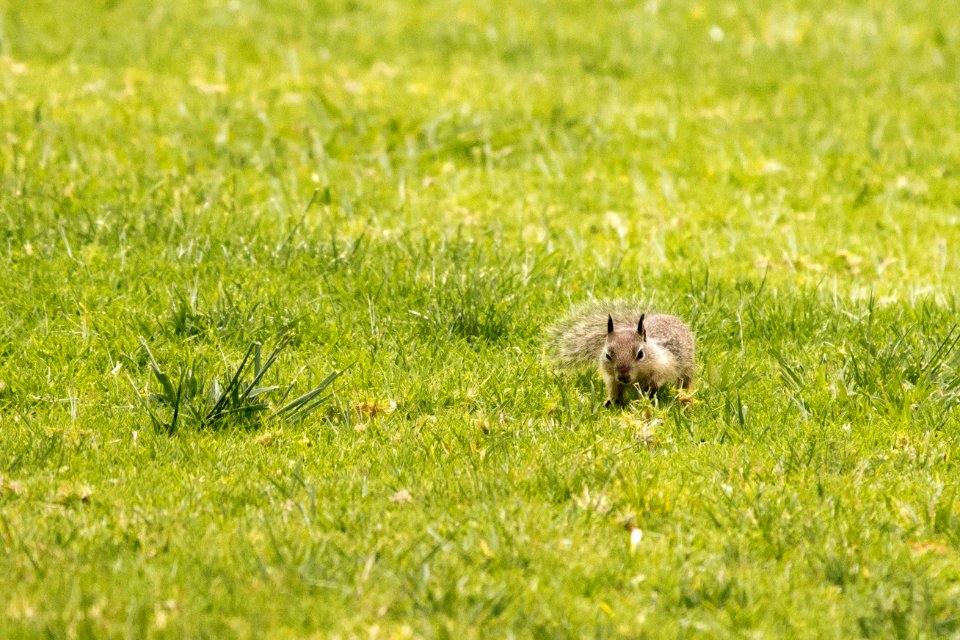 Squirrel (19907833720)