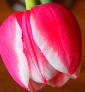 Close-up flower pink closed photo