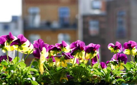 Nature floral balcony photo