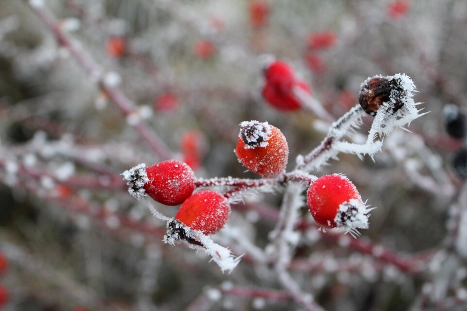 Winter frost eiskristalle