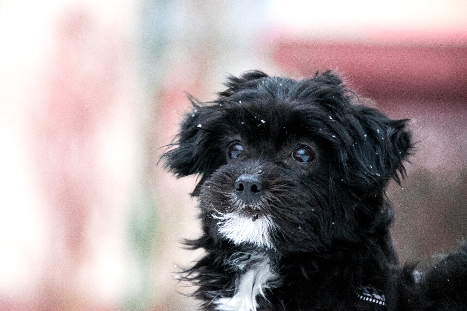Small mammal puppy