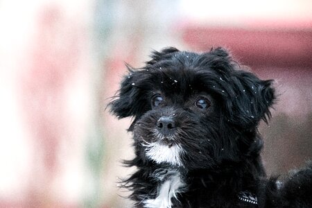 Small mammal puppy photo