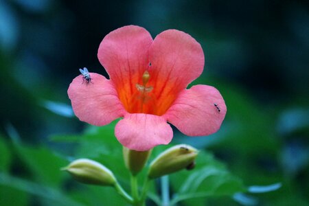 Floral nature spring