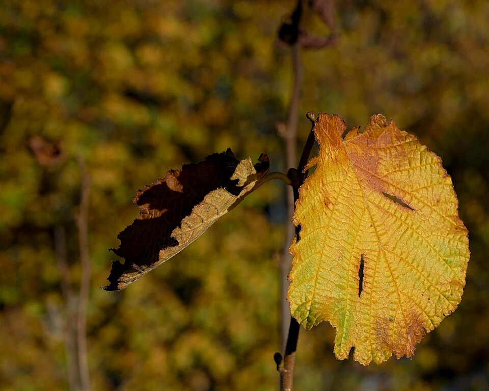 Fall color close up autumn leaf