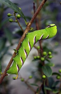 Legustersværmer moth larvae