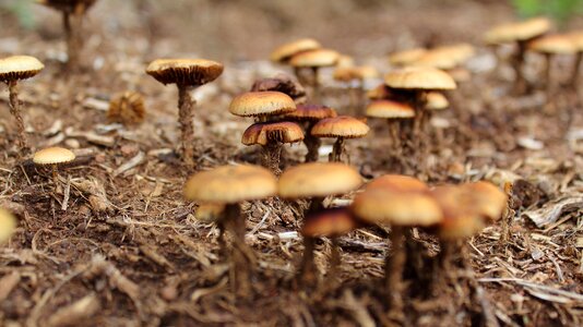 Mushrooms close-up wild mushrooms