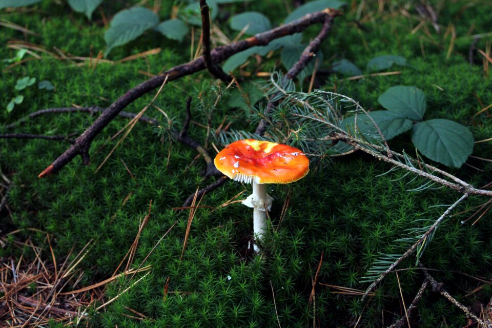 Forest floor green red fly agaric mushroom