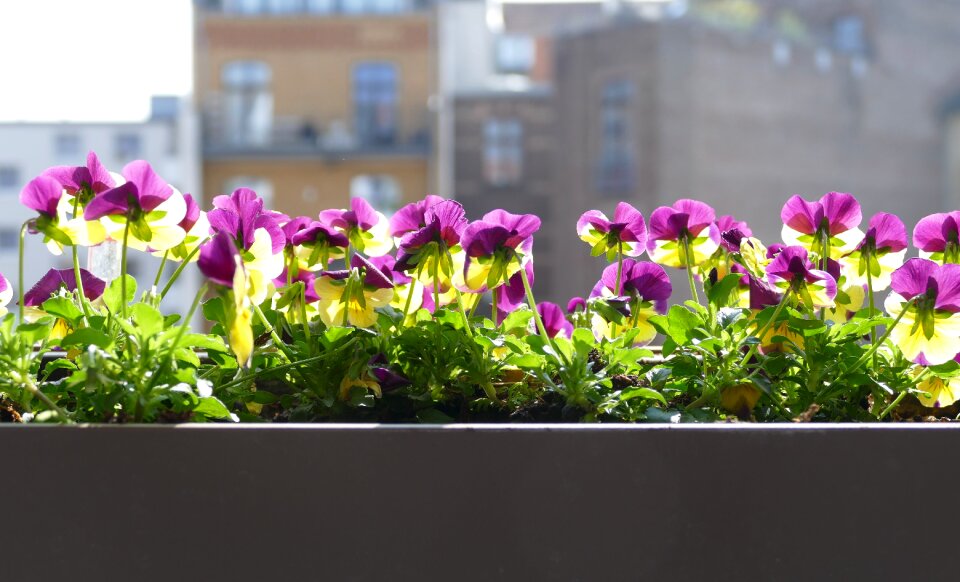 Plant floral balcony