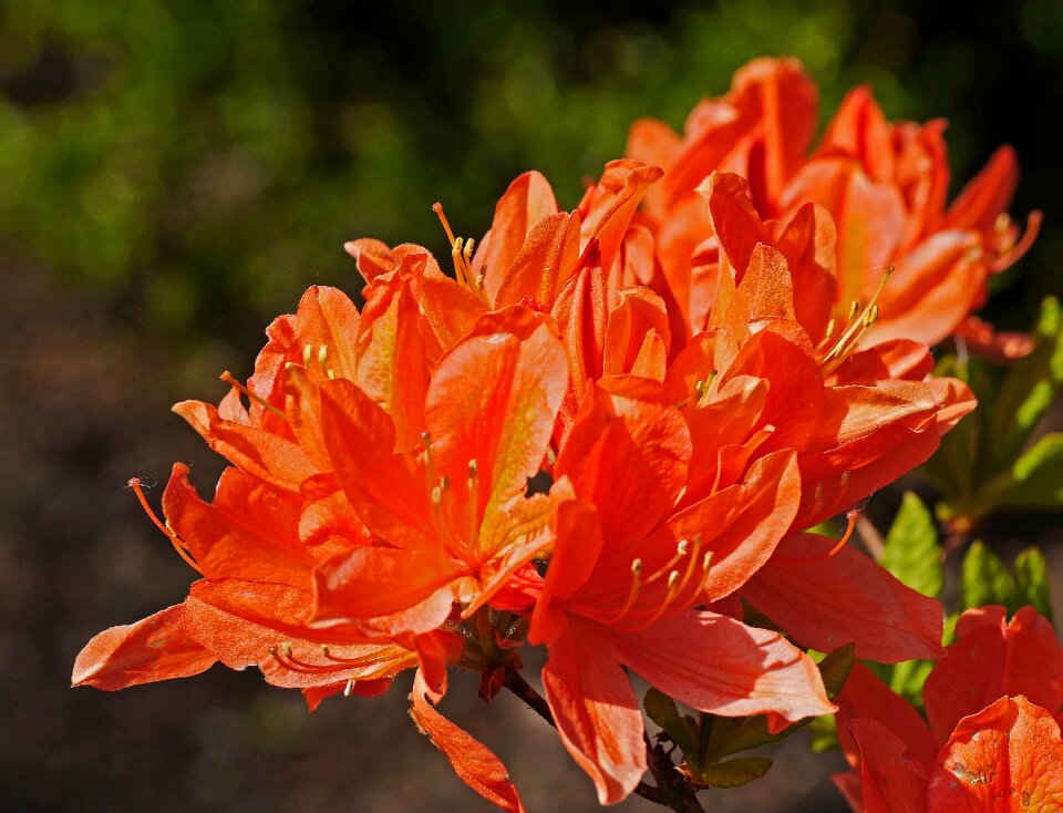 Rarely nature flower