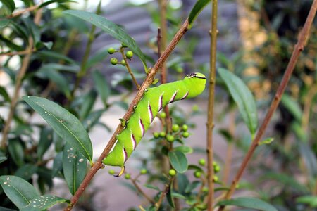 Legustersværmer caterpillar moth