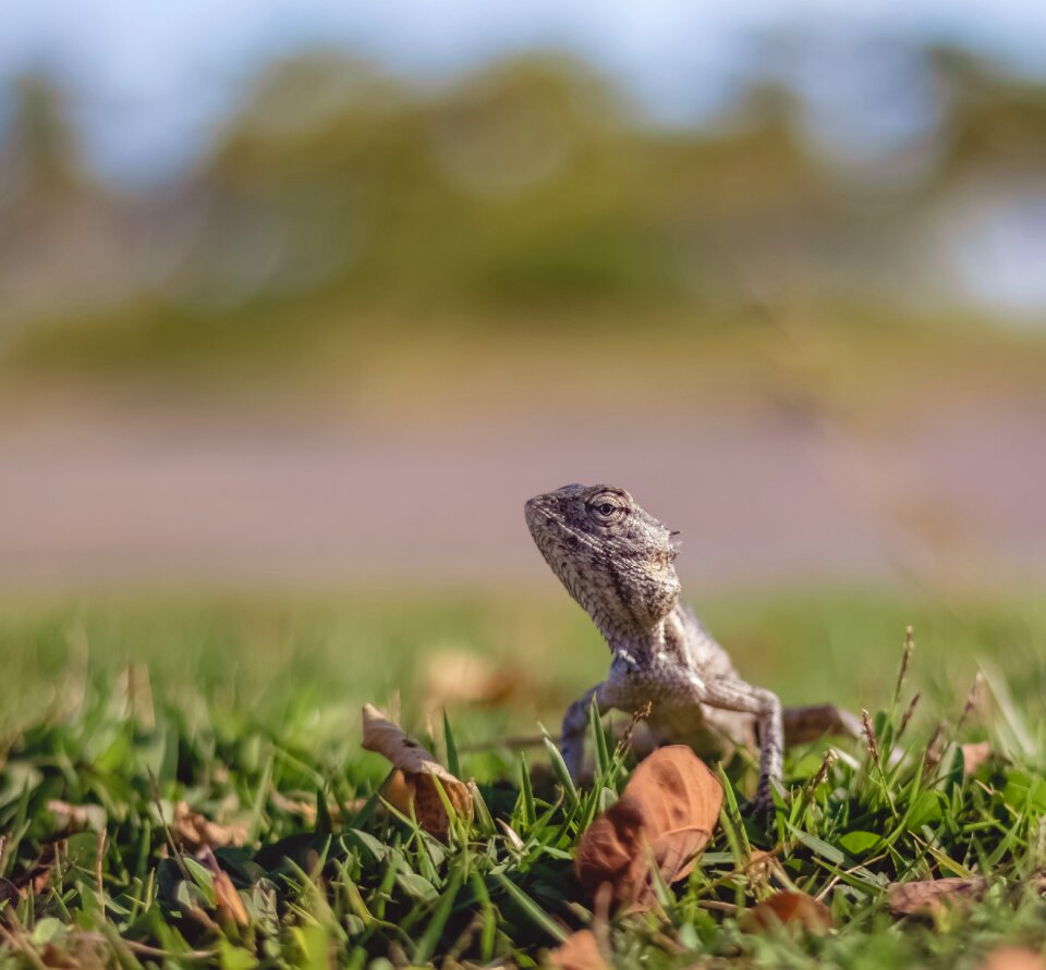 Animal lizard reptile