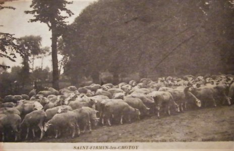 St Firmin moutons