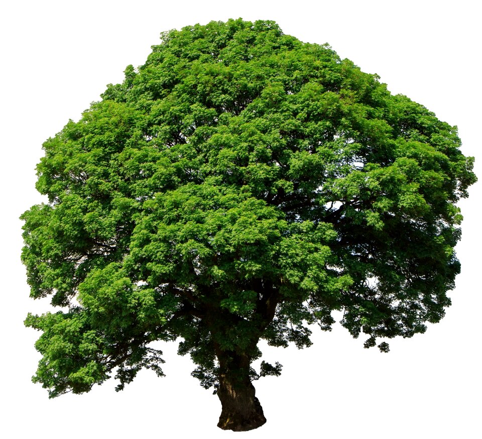 Background green nature
