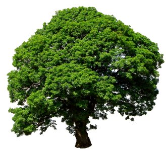 Background green nature