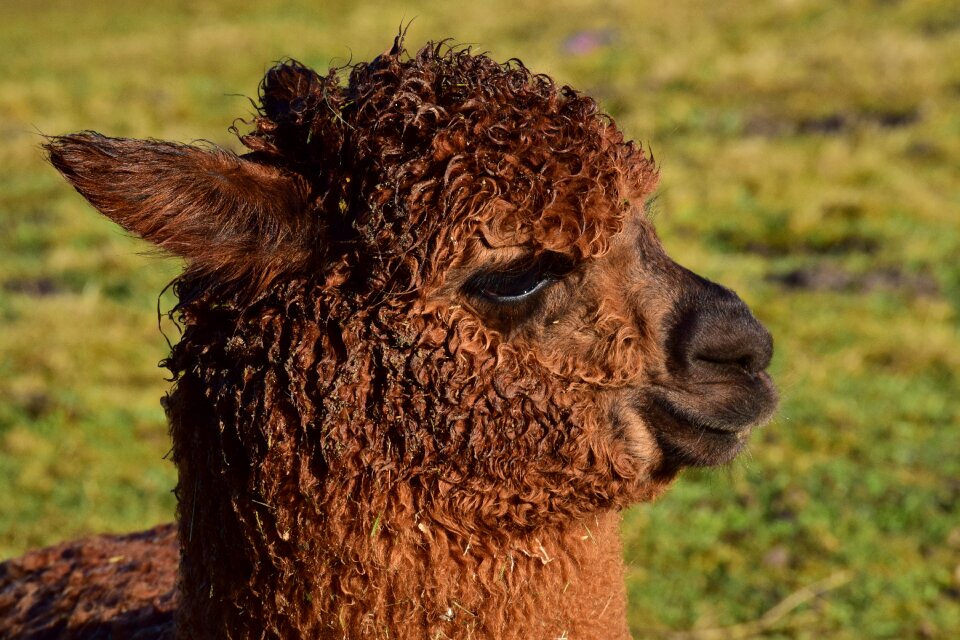 Grass wool alpaca