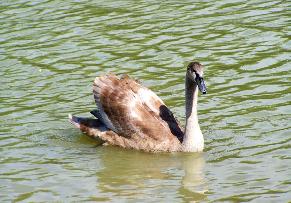 Swan chicks young aquatic bird waterfowl