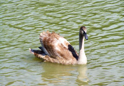Swan chicks young aquatic bird waterfowl photo