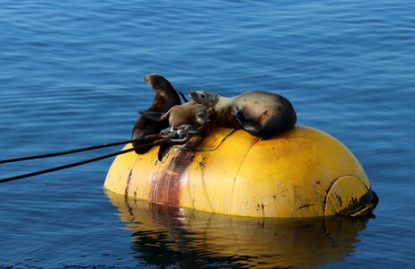 River nature sealions