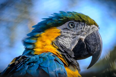 Animal animal world feather
