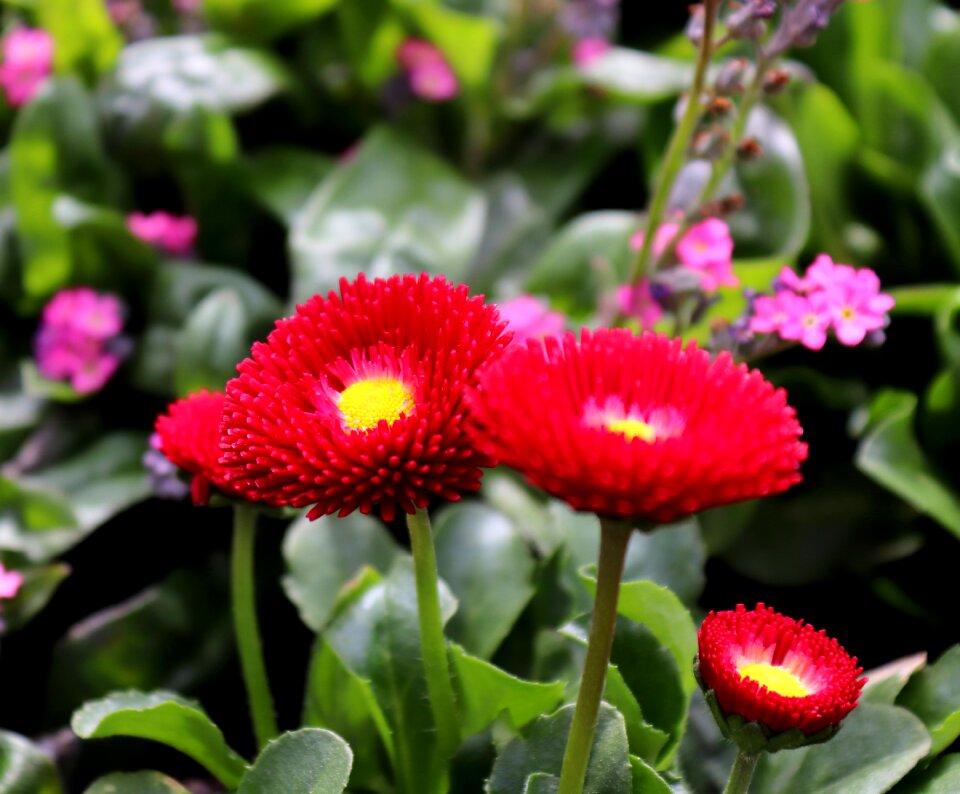 Flower plant nature