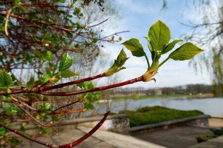 Tree plant spring bud