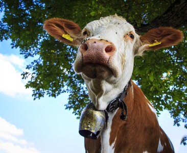 Cattle allgäu milk cow
