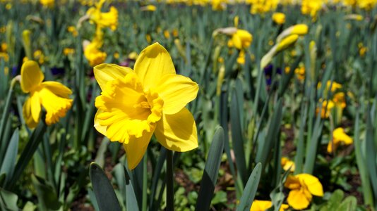 Daffodils flowers flower show