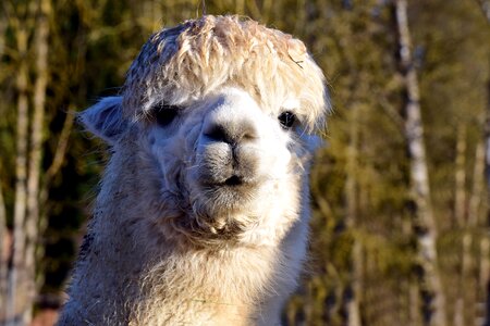 Portrait cute alpaca