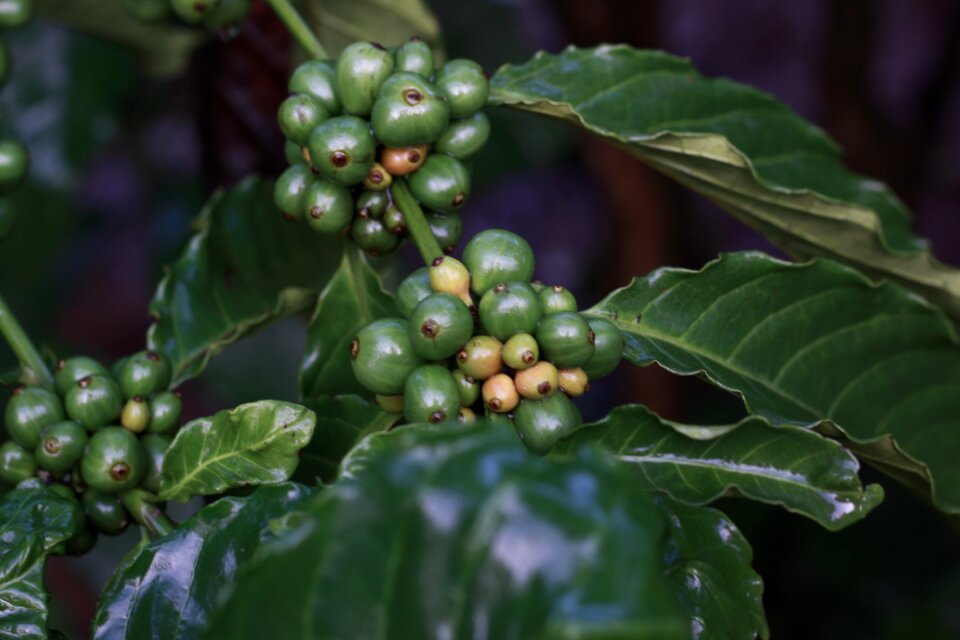 Morning bean green coffee